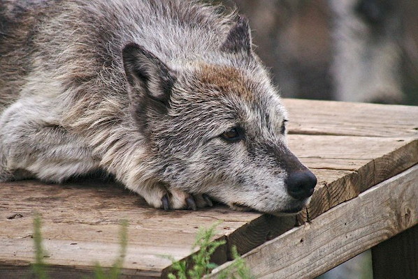 A lazy wolf